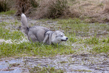 Husky Siberian dog (or wolf) playing in the water while moving. © NikiforPix