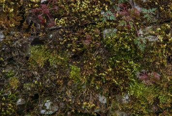 Fototapeta premium Different colours and tyes of moss and lichen