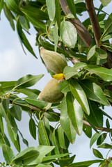 Rama de un almendro con dos almendras, en primavera. Imagen vertical.