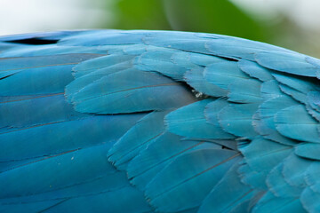 Fototapeta premium macaw on a guava tree with its fruits, in San Carlos, Antioquia, Colombia