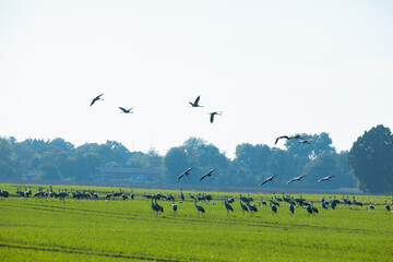 Grey heron (Ardea cinerea). Flock of birds on the green field