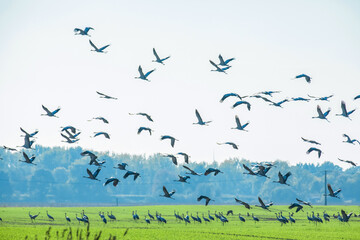 Flock of migrating Grey herons in the sky