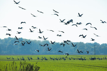 Flock of migrating Grey herons in the sky