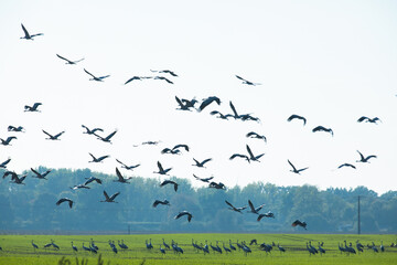Flock of migrating Grey herons in the sky