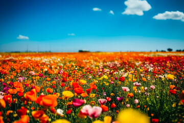 Fototapeta na wymiar Large beautiful flower meadow blossoms in spring. Generative AI.