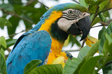 macaw feeding on a guava tree with its fruits, in San Carlos, Antioquia, Colombia