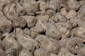 Close up of a big pile of harvested fodder beets in the warm light of the evening sun.