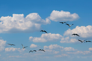 Flock of migrating Grey herons in the sky