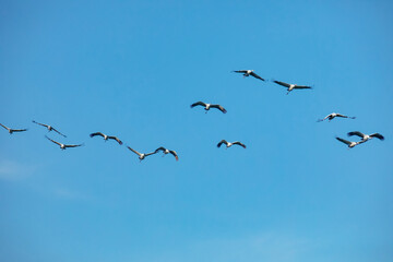 Flock of migrating Grey herons in the sky