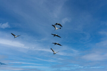 Flock of migrating Grey herons in the sky