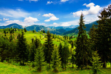 Pine forest in the mountains. The pine forest is in the high mountains.