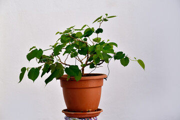 bolsai de castaño en fase de alambrado y crecimiento con fondo blanco Andalucia, Malaga, España