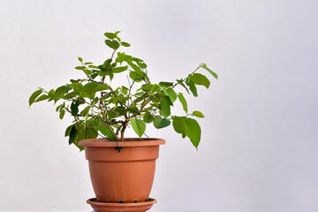 bolsai de castaño en fase de alambrado y crecimiento con fondo blanco Andalucia, Malaga, España