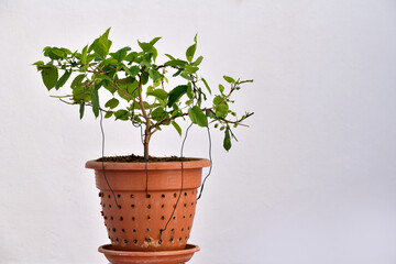 bolsai de castaño en fase de alambrado y crecimiento con fondo blanco Andalucía, Málaga, España