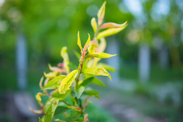 Peach leaf curl disease detail