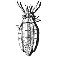 Black and white linear paint draw cockroach vector illustration cockroaches