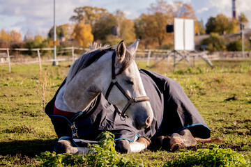 Gray horse sleeping in the field in summer