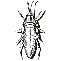 cockroach sketch, hand drawing of wildlife, vintage engraving style, vector illustration cockroaches