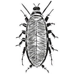 cockroach vector illustration line art drawing black and white cockroaches