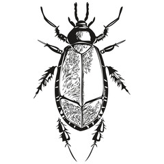 Hand drawn cartoon cockroach, vector vintage illustration cockroaches