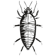 Realistic cockroach vector, hand drawn animal illustration cockroaches