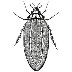 Realistic cockroach vector, hand drawn animal illustration cockroaches