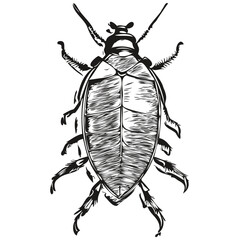 Realistic cockroach vector, hand drawn animal illustration cockroaches