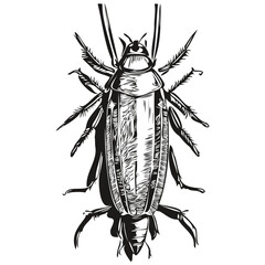 Vintage engrave isolated cockroach illustration cut ink sketch cockroaches