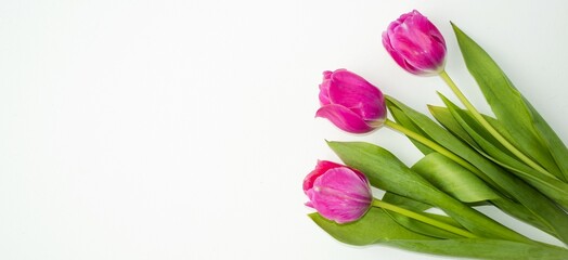 Banner of pink spring flowers tulips on a white background.  Postcard with beautiful tulips.  Flat lay.  March 8, mother's day, father's day, birthday, valentine's day concept.  Space for copy text.