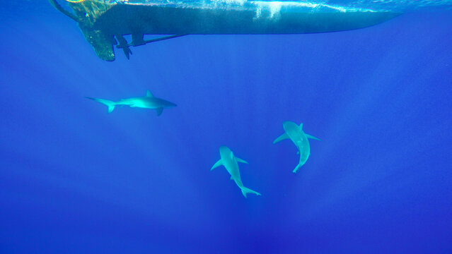 Galapagos sharks swimming under boat