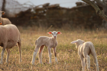 Naklejka na ściany i meble Baby sheep in a field at the sunset