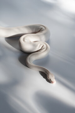 White snake on a light gray background. Studio shot of a ball python. Cute Exotic Pet. Portrait of reptile in beautiful light. Leucistic regius with blue eyes
