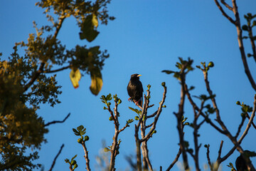 Common starling (Sturnus vulgaris) on a tree
