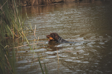 Bohemian wirehaired pointing griffon dog swimming in a dirty pond with a toy in his mouth. Bringing a thrown balloon into the pond