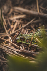 Close-up of a Green Toad - Bufotes viridis roosting in wetlands among grass and needles with brown eyes. The beauty of wild nature in detail
