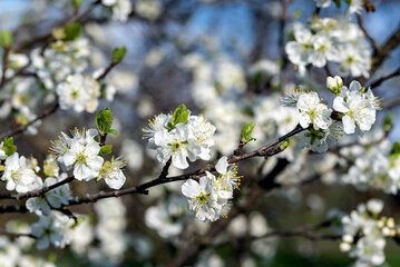 Plum flowers in spring