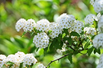 Reeves spirea ( Spiraea cantoniensis ) flowers. Rosaceae deciduous shrub native to China. Clusters of white florets on weeping branches from April to May.