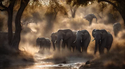 Foto op Aluminium herd of elephants at sunset © Michael Holy
