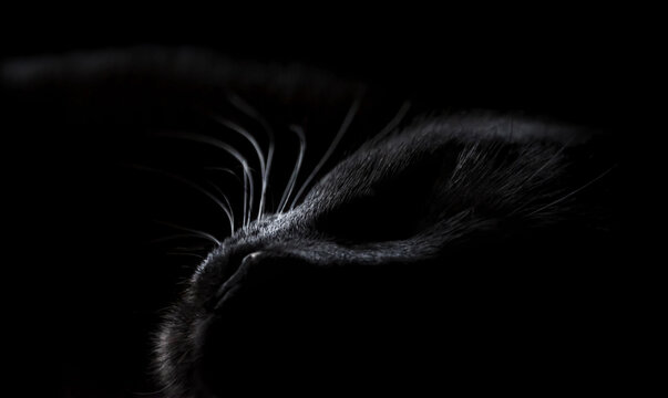 sleeping black cat