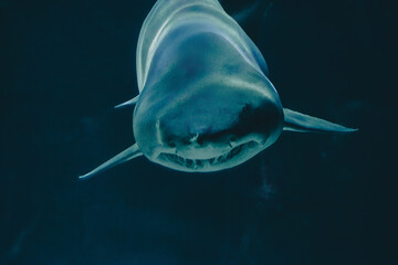 Shark swimming towards you in an aquarium tank, with light beams creating strips on its back. 