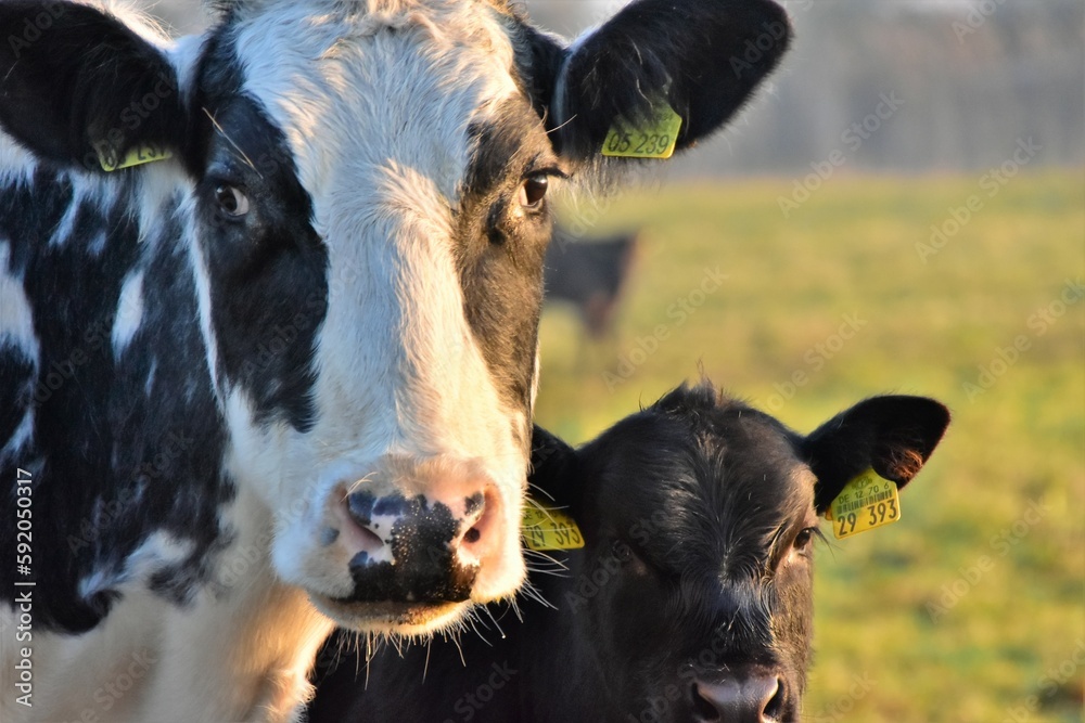 Wall mural cow and calf stand in the pasture