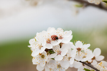 Fototapeta na wymiar ladybird on a flower. tree blossom. buds on a branch. blossom in spring. plum blossom in spring