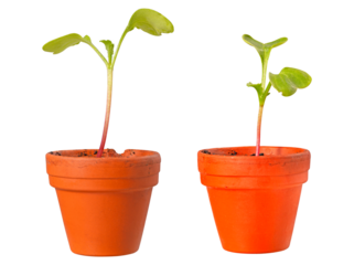 A small plant growing in a small clay pot. Small radish in a pot. Isolated background.