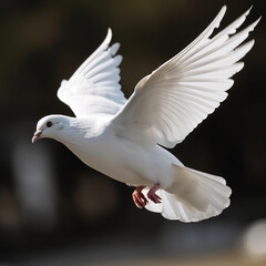 a white pigeon flying