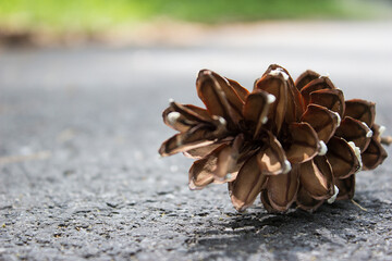 Pinecone on the road.