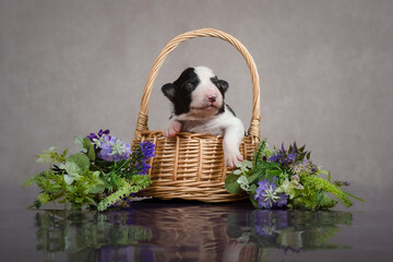 Border Collie Puppy in Basket