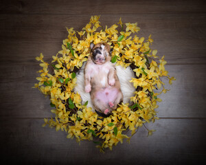Border Collie Puppy in Flower Wreath