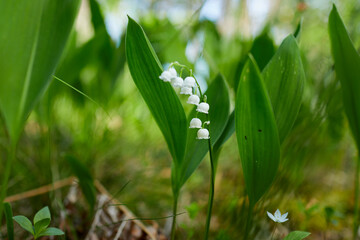  Lily of the valley in forest