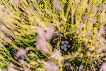 Small quail eggs in a nest in a lavender bush