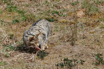 European wild cat (Felis silvestris) looking sweet in the forest © Vaceslav Romanov